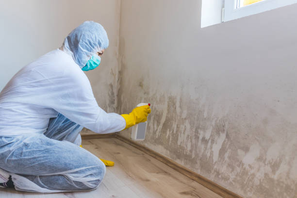 Licensed Mold Remediation service in Bloomingdale, FL - WQB Mold Removal